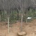 红叶李/紫叶李供应3-12公分的红叶李子树紫叶李子树