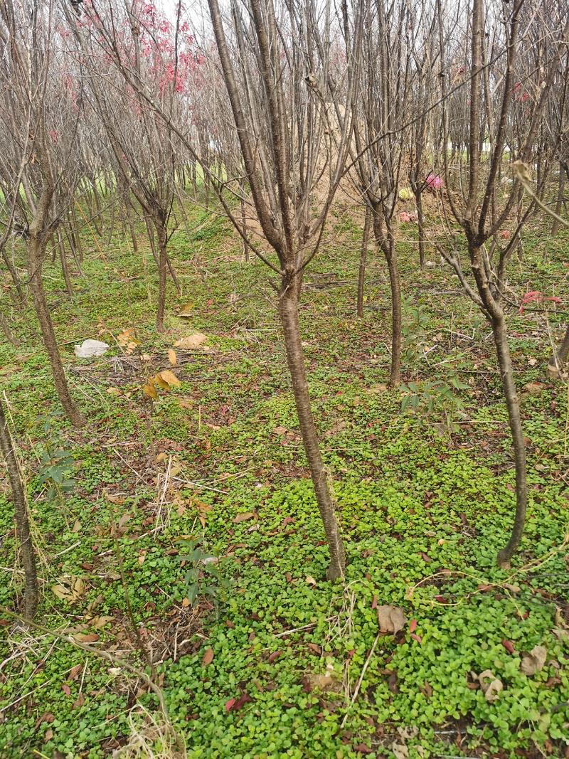 红叶李/紫叶李供应3-12公分的红叶李子树紫叶李子树