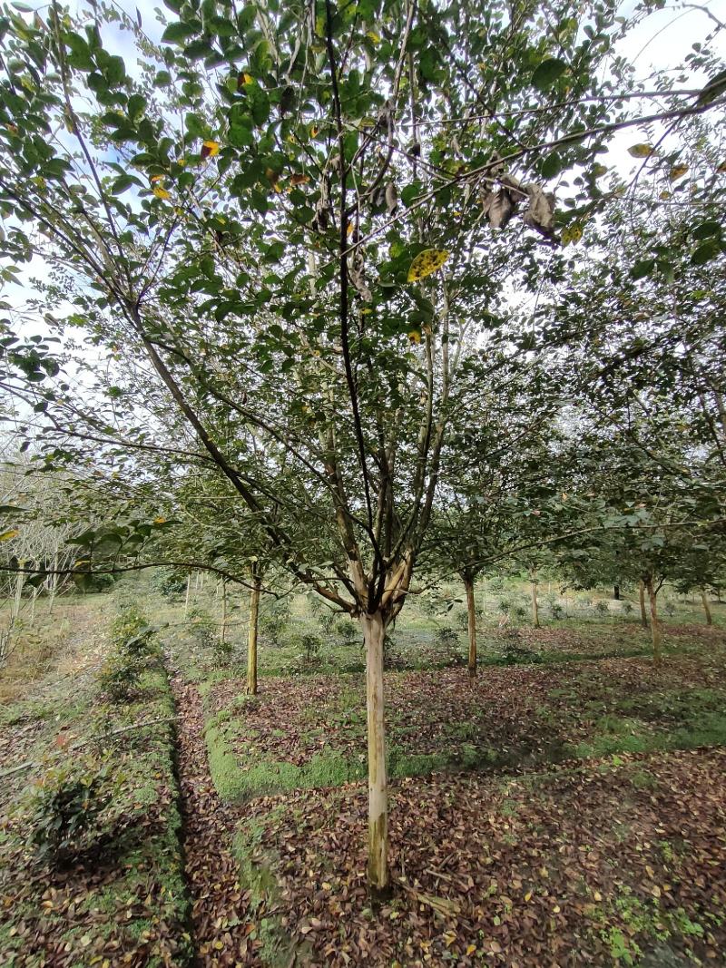 四川成都温江出售大量精品紫薇大红紫薇红花紫薇川红紫薇