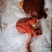 羊心肝肺