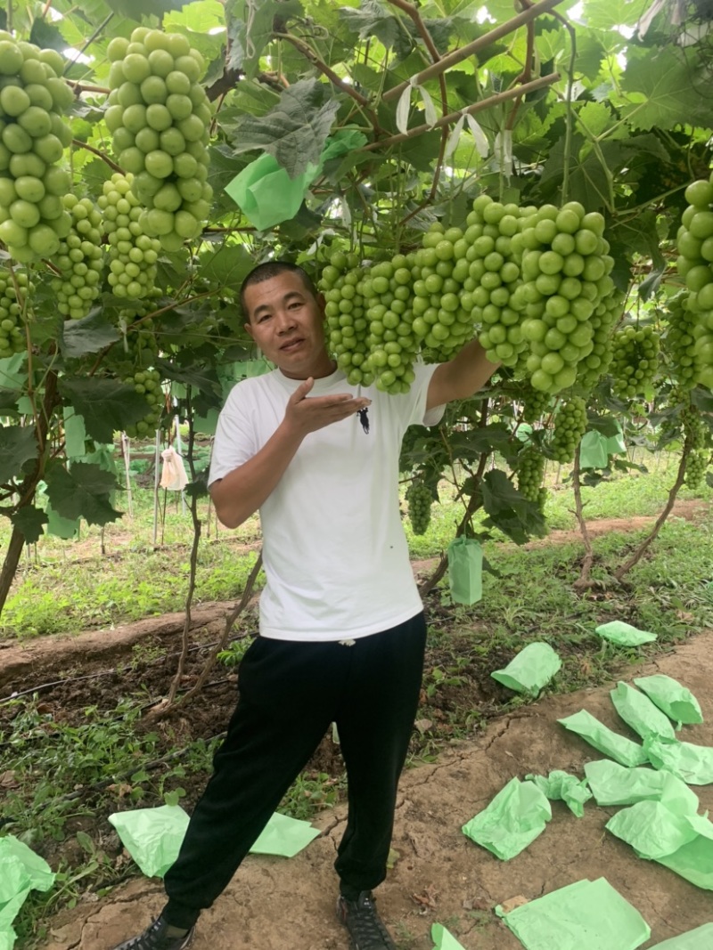 阳光玫瑰葡萄苗，香甜可口，它非常好管理，不用上红药