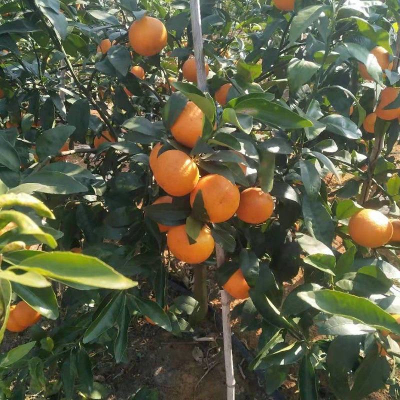 广西崇左无核沃柑