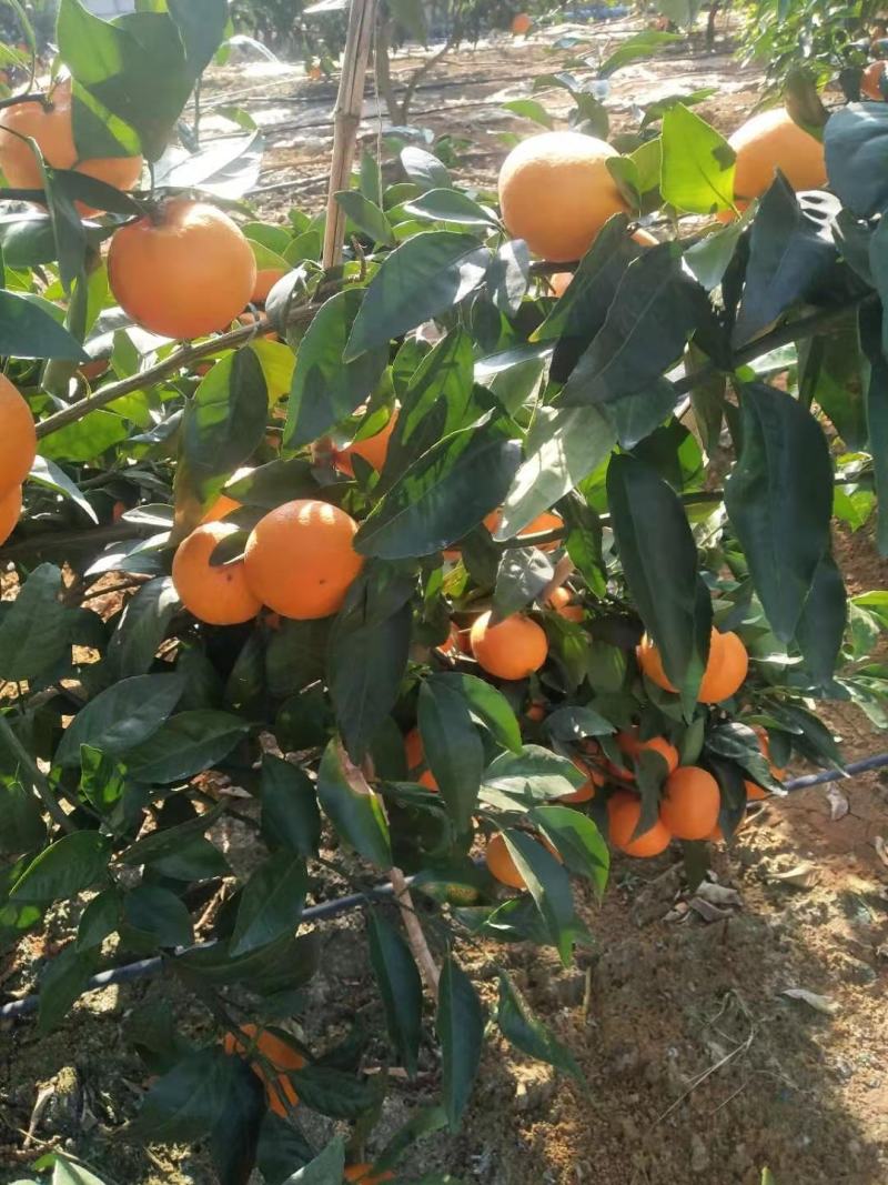 广西崇左无核沃柑
