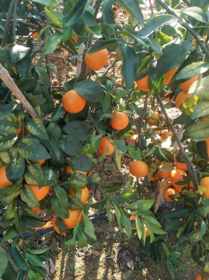 广西崇左无核沃柑