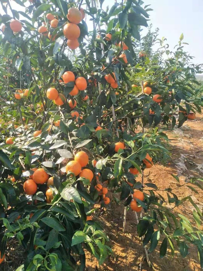广西崇左无核沃柑