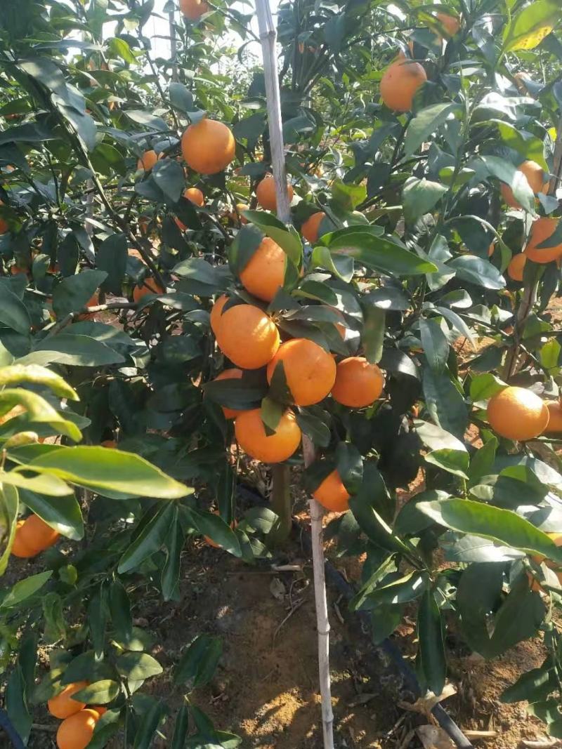 广西崇左无核沃柑