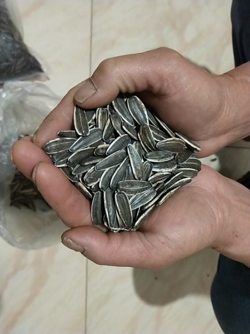 向日葵籽，内蒙古巴彦淖尔市五原县向日葵籽，葵花籽