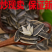 向日葵籽，内蒙古巴彦淖尔市五原县向日葵籽，葵花籽