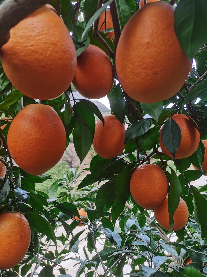 纽荷尔脐橙只卖当季新鲜果现摘现发无中间商赚差价1件10斤