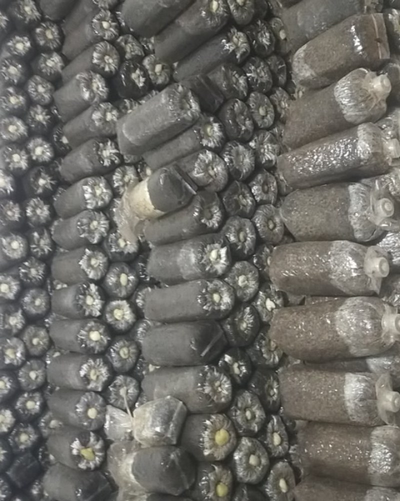 羊肚菌菌种，母种，原种，营养包，送栽培资料，收购产品