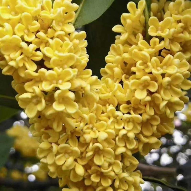 源头厂家桂林桂花干桂花茶干桂花散装糕点奶茶糖桂花酱米酿