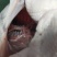 精品鸭白条厂价直销现货供应质量保障量大从