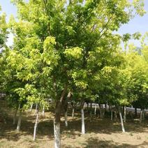 金叶复叶槭1.3矮杆高杆万亩苗圃种植基地产地直供