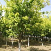 金叶复叶槭1.3矮杆高杆万亩苗圃种植基地产地直供