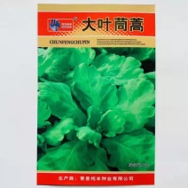 大叶茼蒿种子，茼蒿种子，大叶桐高种子筒篙种子大叶筒篙种子