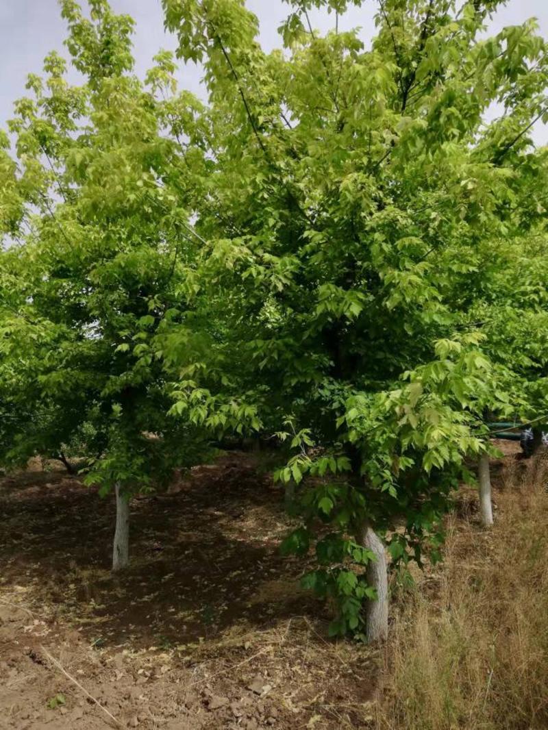 茶条槭万亩苗圃基地绿化园林批发市场产地直供