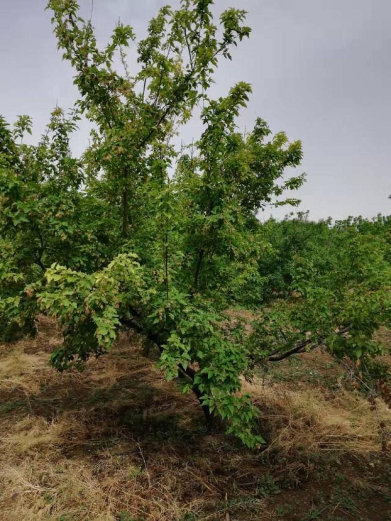 茶条槭万亩苗圃基地绿化园林批发市场产地直供