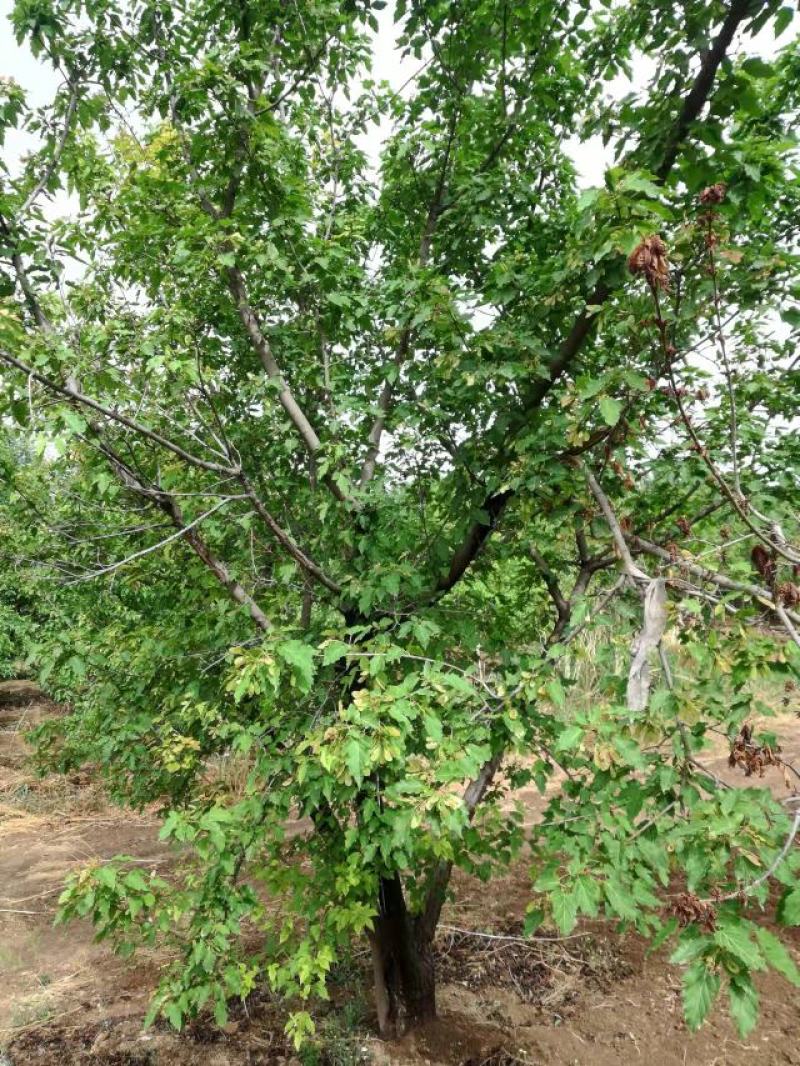 茶条槭万亩苗圃基地绿化园林批发市场产地直供