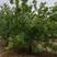茶条槭万亩苗圃基地绿化园林批发市场产地直供