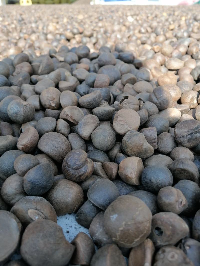 油茶籽