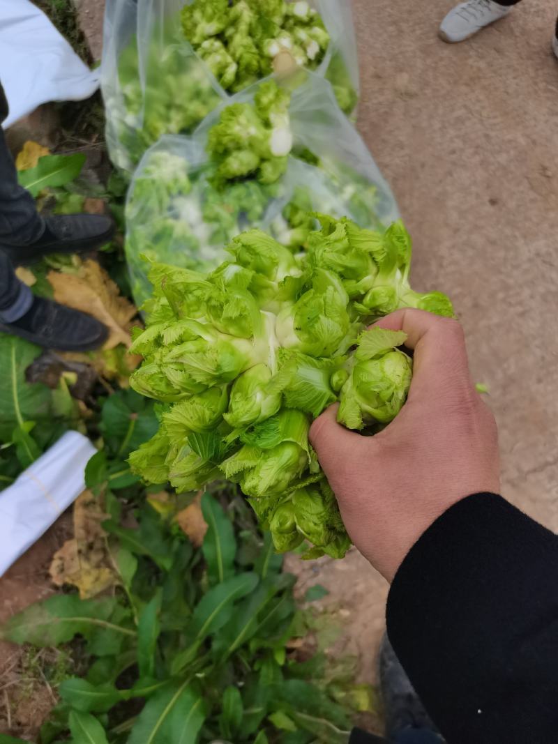 重庆基地儿菜，大量有货，价格优惠欢迎咨询