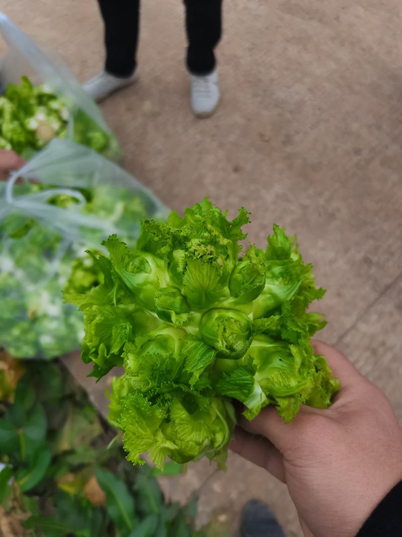 重庆基地儿菜，大量有货，价格优惠欢迎咨询