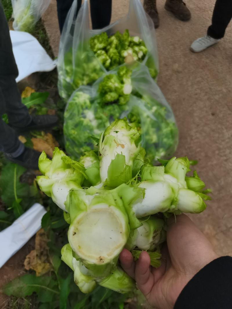 重庆基地儿菜，大量有货，价格优惠欢迎咨询