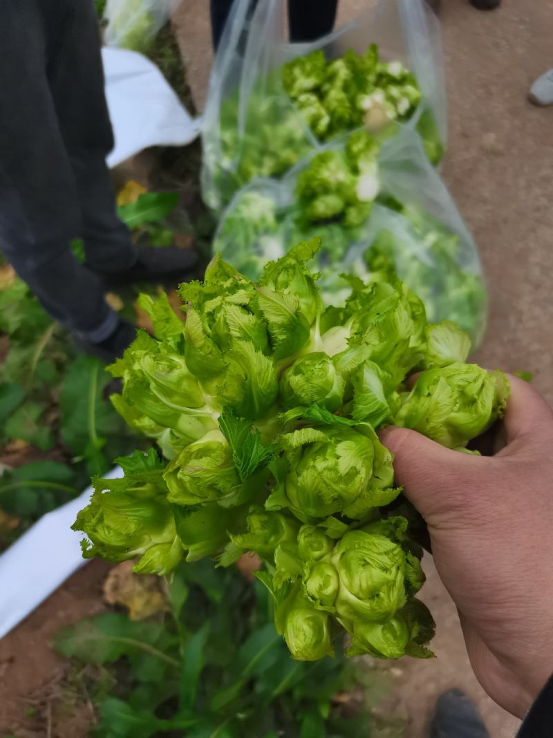 重庆基地儿菜，大量有货，价格优惠欢迎咨询