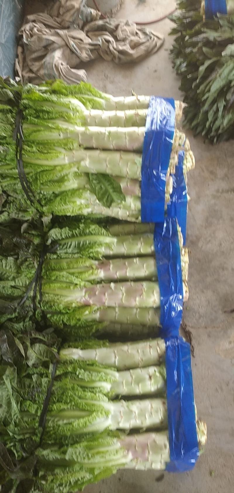 红叶香莴苣莴苣，腊月起有特惠，大量上市，万亩产地