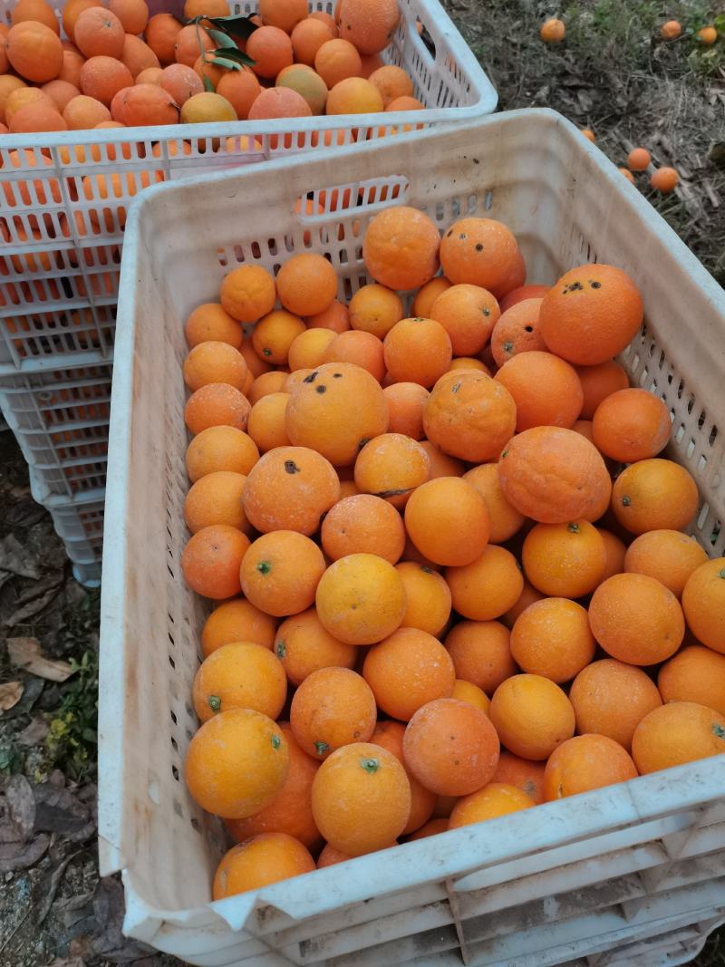 脐橙次果