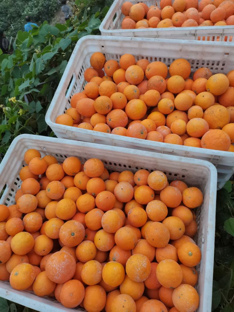 脐橙次果