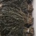 脱水风干萝卜叶子！干萝卜叶子，出口风干萝卜叶子！外婆菜！