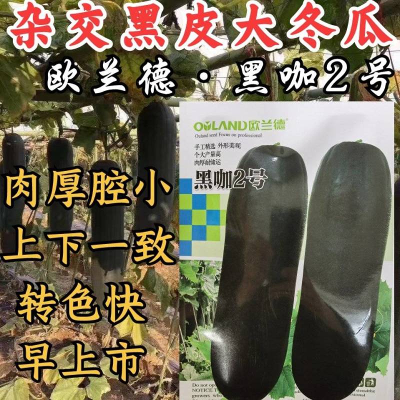 【手选杂交】黑皮冬瓜种子黑咖2号，早熟实心铁心基地专用