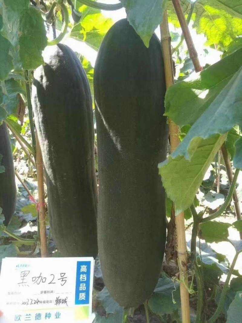 【手选杂交】黑皮冬瓜种子黑咖2号，早熟实心铁心基地专用