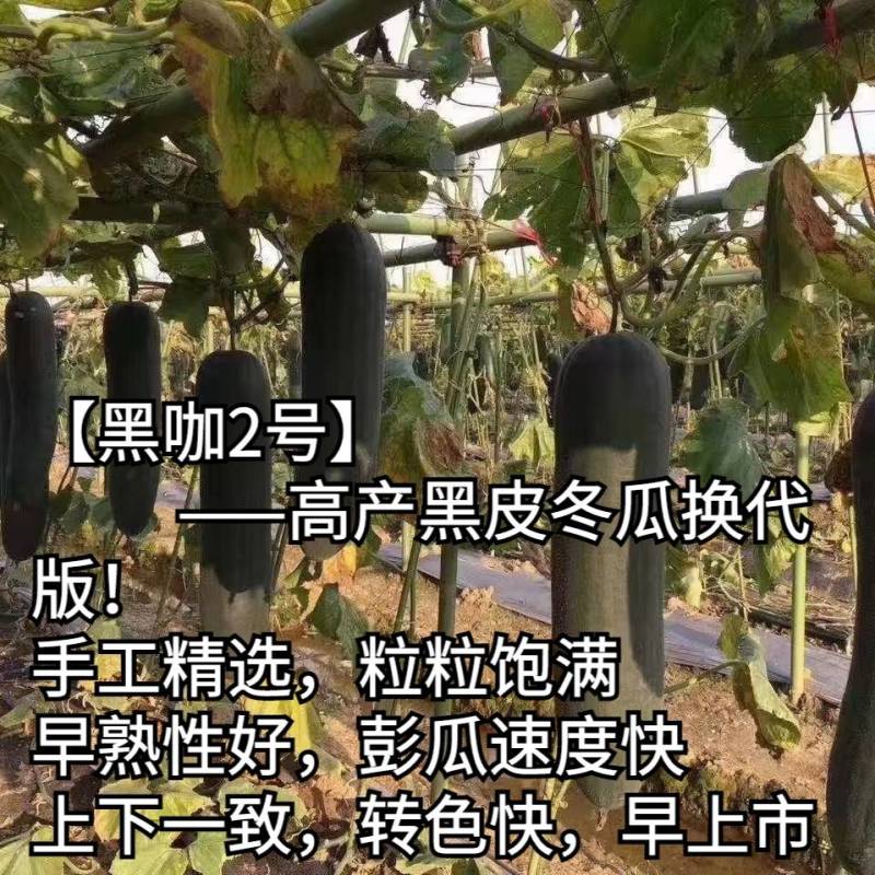 【手选杂交】黑皮冬瓜种子黑咖2号，早熟实心铁心基地专用