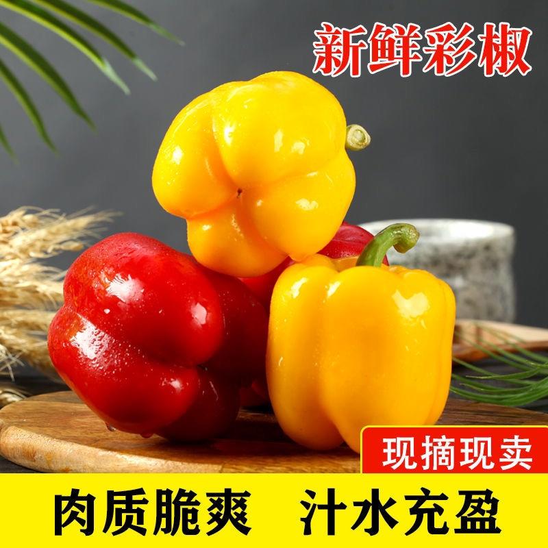 【推荐】精品五彩甜椒常年供应品质保证欢迎全国客户订购