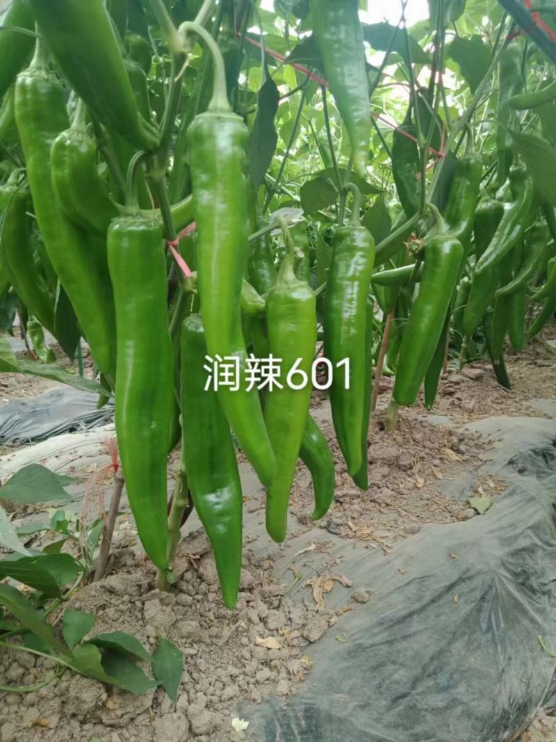 润辣601青皮尖椒种子大果牛角椒辣椒种子春秋播耐热耐湿