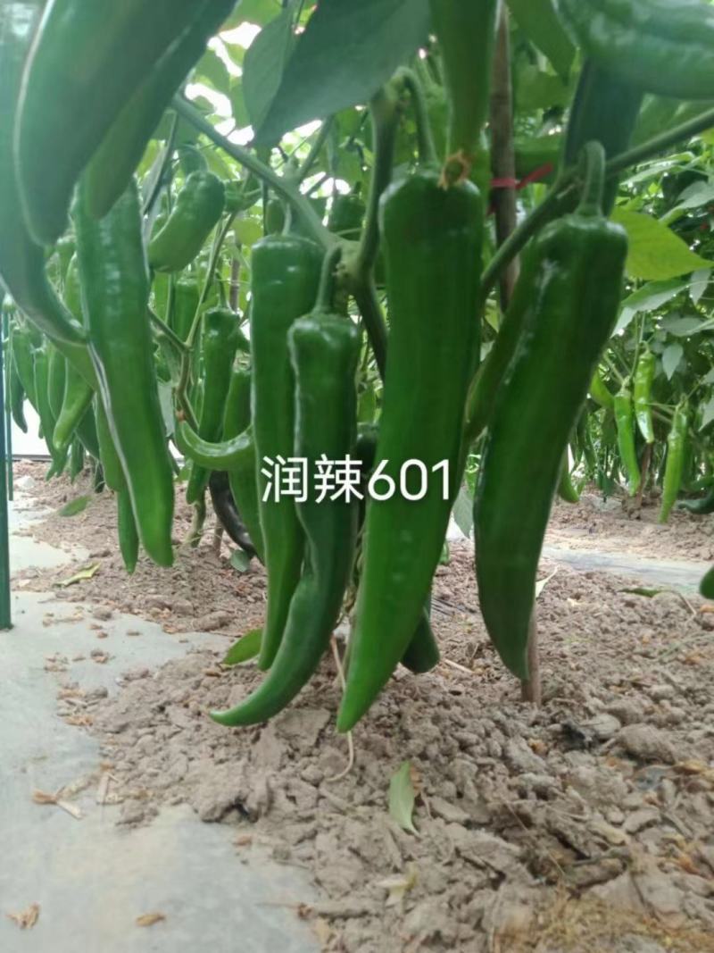 润辣601青皮尖椒种子大果牛角椒辣椒种子春秋播耐热耐湿