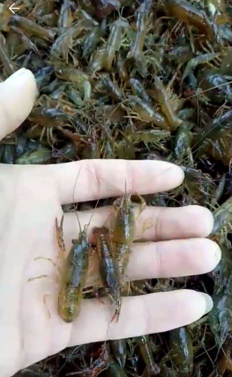 小龙虾苗小龙虾虾苗千亩基地直供全程技术服务