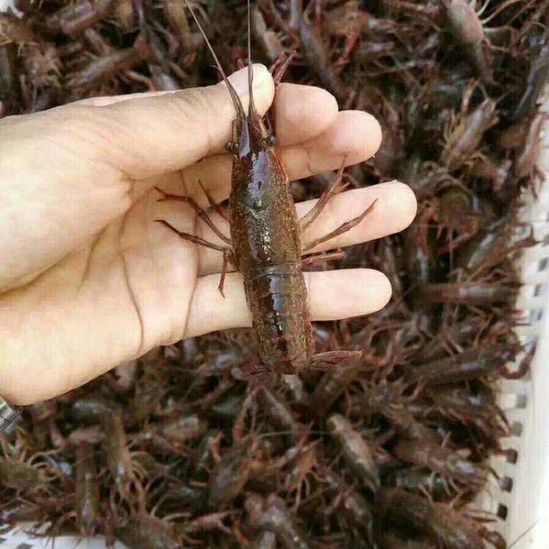 小龙虾种苗价格小龙虾苗批发龙虾苗虾苗全程提供技术