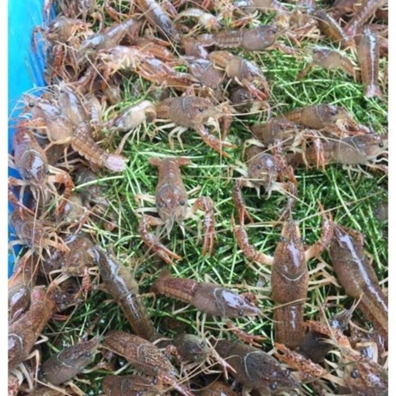 小龙虾种苗价格小龙虾苗批发龙虾苗虾苗全程提供技术