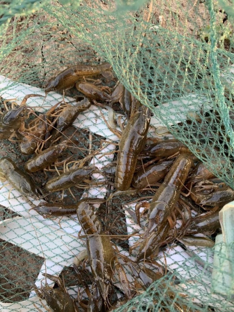 小龙虾种苗价格小龙虾苗批发龙虾苗虾苗全程提供技术