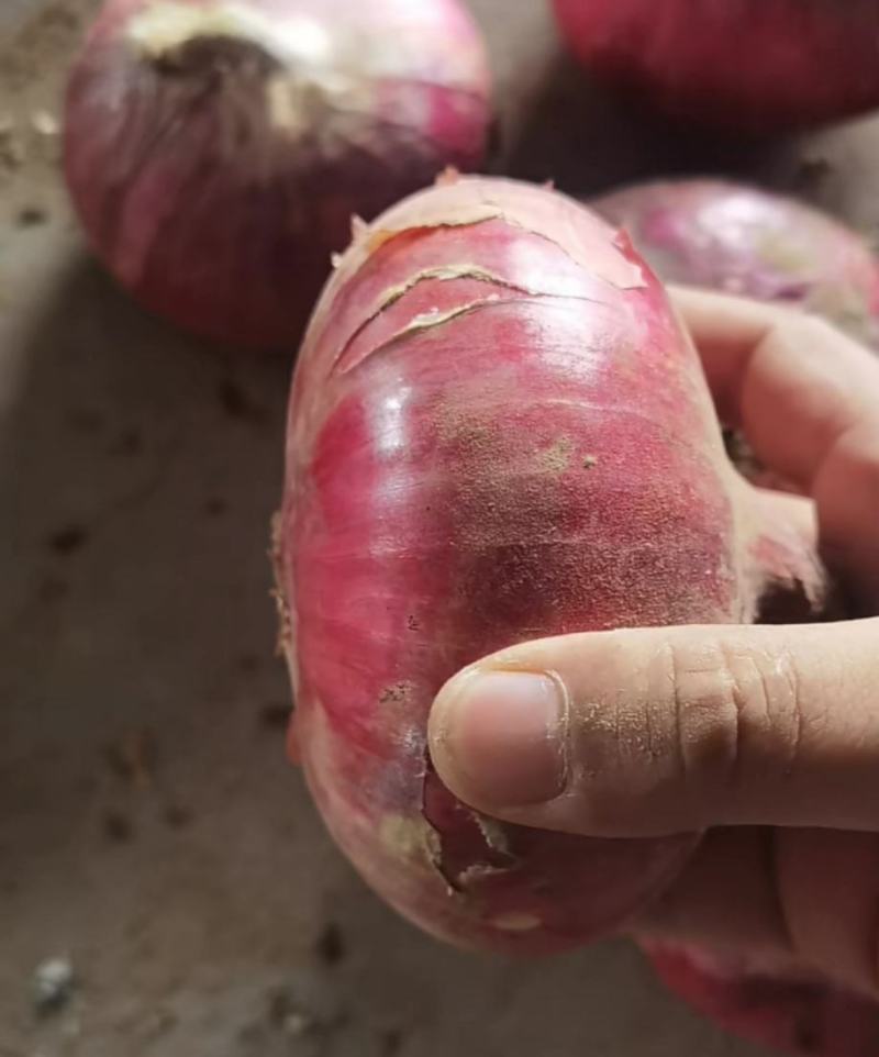 供应冷库红皮洋葱可原包、提供各种包装，产地直发