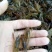 优质小龙虾虾苗全程技术指导