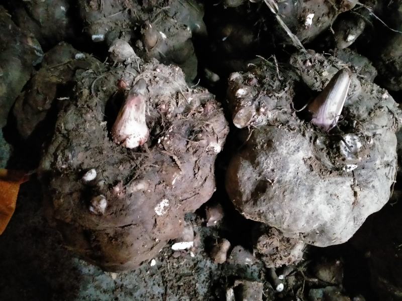 湖南魔芋开始上市成品颜色亮有嚼劲，欢迎来电