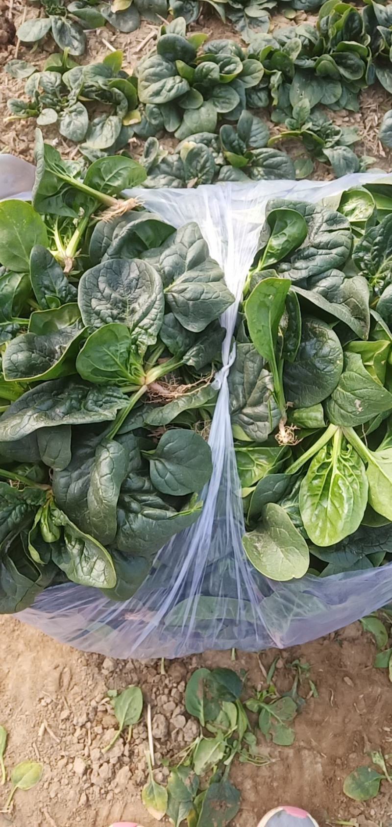黑木耳趴地菠菜