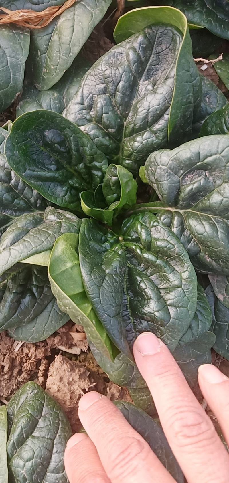 黑木耳趴地菠菜