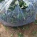 黑木耳趴地菠菜