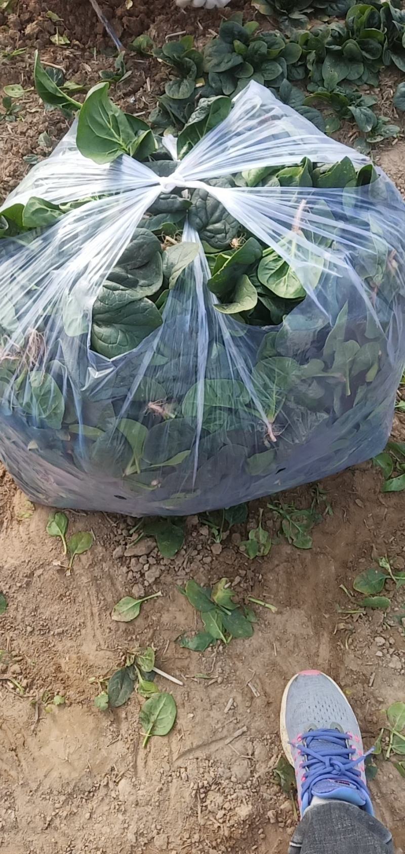 黑木耳趴地菠菜