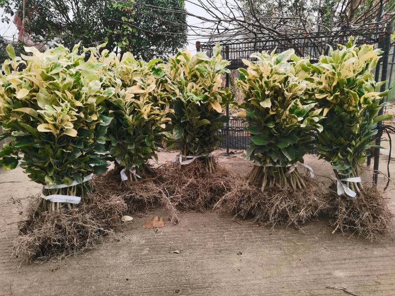 西瓜柚苗，西瓜柚，观赏和鲜食具备，苗圃直供，假一赔十。.